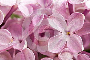 Beautiful spring delicacy lilac flowers.