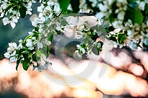 Beautiful spring elements in nature background