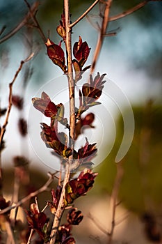 Beautiful spring elements in nature background