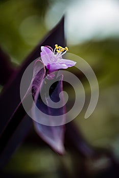 Beautiful spring elements in nature background