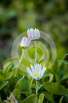 Beautiful spring elements in nature background