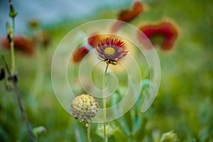 Beautiful spring elements in nature background