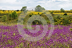 Beautiful  Spring field landscape