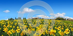 Beautiful spring field of yellow daffodils panorama in sunny day photo
