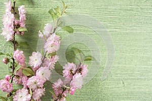 Beautiful spring floral background. Almond pink flower on branch and leaves on green wooden table background.Copy space