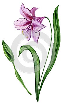 Beautiful spring floral illustration. Purple amaryllis flower on a stem with leaves and closed bud isolated on white background.