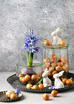 Beautiful spring floristic arrangement with blue grape hyacinthine flower and onion sets in the old glass jars.