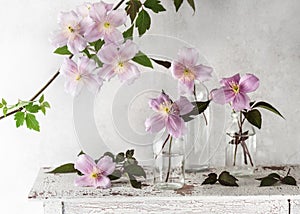 Beautiful spring floristic arrangement with pastel white and rosa clematis flowers in small glass vases on vintage table.
