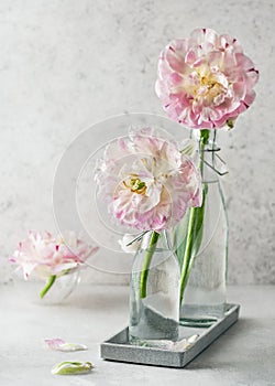 Beautiful spring floristic arrangement with pastel white and rosa filled tulip flowers in glass bottle on vintage tray.