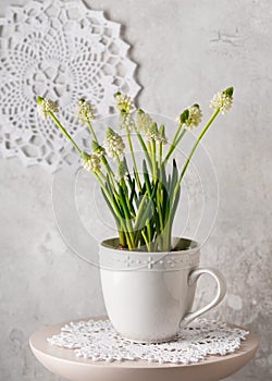 Beautiful spring floristic arrangement with white grape hyacinth in a vintage ceramic cup.