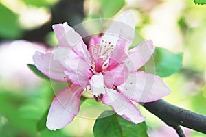 Apple blossom close up