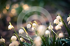 Beautiful spring flower with dreamy fantasy blurred bokeh background. Fresh outdoor nature landscape wallpaper.