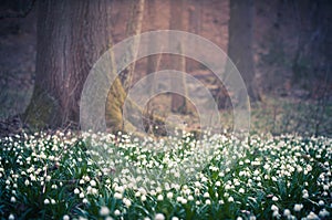 Beautiful spring flower with dreamy fantasy blurred bokeh background. Fresh outdoor nature landscape wallpaper.