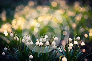 Beautiful spring flower with dreamy fantasy blurred bokeh background. Fresh outdoor nature landscape wallpaper.