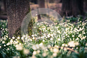 Beautiful spring flower with dreamy fantasy blurred bokeh background. Fresh outdoor nature landscape wallpaper.