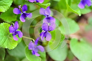 A beautiful spring flower in the forest, early spring. photo