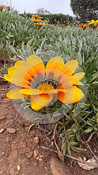 Beautiful spring flower.