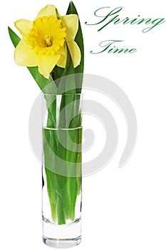 Beautiful spring flower in vase: yellow narcissus (Daffodil)