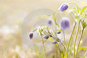 Beautiful spring flower - violet fluffy pasque-flower with buds, petals, green leaves in golden sunny day closeup, detail.