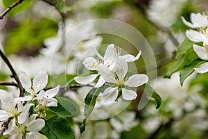 Beautiful spring flowering branches of trees with white flowers and insects macro