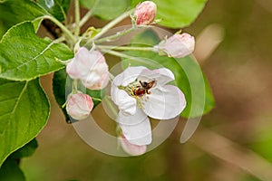 Beautiful spring flowering branches of trees with white flowers and insects macro