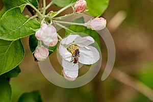 Beautiful spring flowering branches of trees with white flowers and insects macro