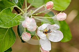 Beautiful spring flowering branches of trees with white flowers and insects macro