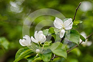 Beautiful spring flowering branches of trees with white flowers and insects macro