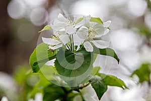 Beautiful spring flowering branches of trees with white flowers and insects macro