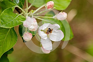 Beautiful spring flowering branches of trees with white flowers and insects macro