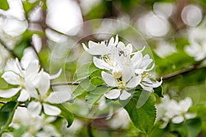 Beautiful spring flowering branches of trees with white flowers and insects macro