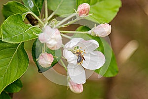 Beautiful spring flowering branches of trees with white flowers and insects macro