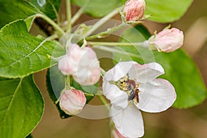 Beautiful spring flowering branches of trees with white flowers and insects macro