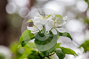 Beautiful spring flowering branches of trees with white flowers and insects macro