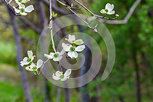 Beautiful Spring Flowering Dogwood Tree