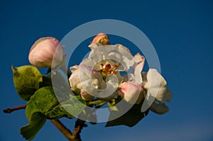 Beautiful spring flowers of apple tree in garden close-up. Raindrops on white flowers against a blue sky. Agriculture concept