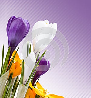 Beautiful spring flowers background