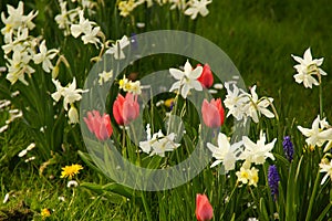 Beautiful spring flowers with beautiful colors in the grass