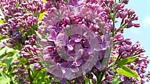 Beautiful spring flowers of blooming lilac bush