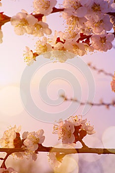 Beautiful Spring flowers border; Floral background with pink blooming tree