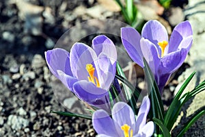 Beautiful spring flowers crocus, plural crocuses or croci is a flowering plants