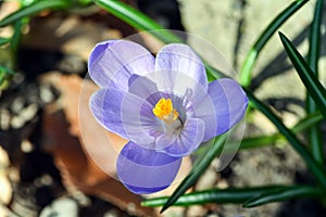 Beautiful spring flowers crocus, plural crocuses or croci is a flowering plants