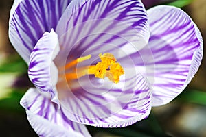 Beautiful spring flowers crocus, plural crocuses or croci is a flowering plants