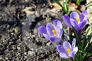 Beautiful spring flowers crocus, plural crocuses or croci is a flowering plants