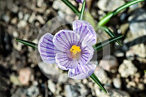 Beautiful spring flowers crocus, plural crocuses or croci is a flowering plants