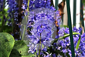 Beautiful spring flowers in different colors placed in a flower bed