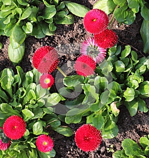 Beautiful spring flowers in a flower bed in different colors