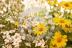 beautiful spring flowers in the garden. Spring landscape