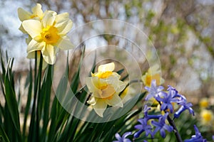 Beautiful spring flowers in garden on sunny day, closeup