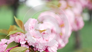 Beautiful spring flowers growing with flying blossoms. Cherry blossom in spring. Japanese sakura.